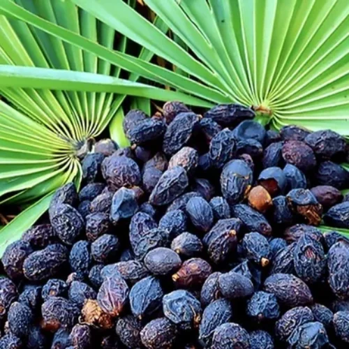 Rastlina saw palmetto
